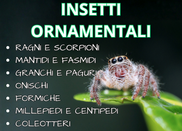 Insetti ornamentali